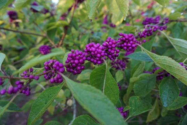 callicarpa smalljpg